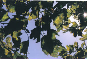 treesmv.jpg